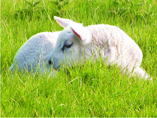 Lamm auf der Wiese